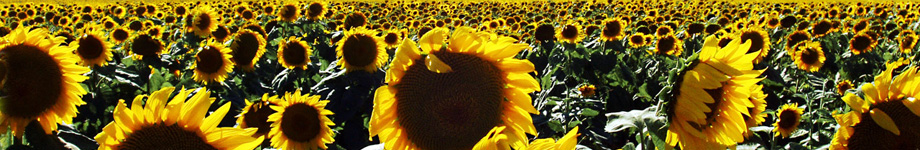 Anders Jallai Rotating Header Image